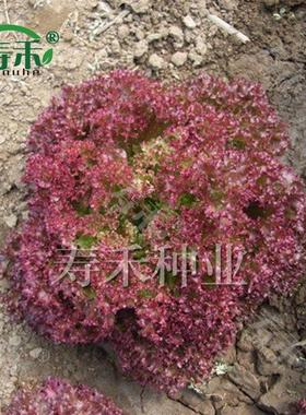 寿禾紫叶生菜种子种籽孑紫色蔬菜红叶四季播秋冬季阳台盆栽籽种