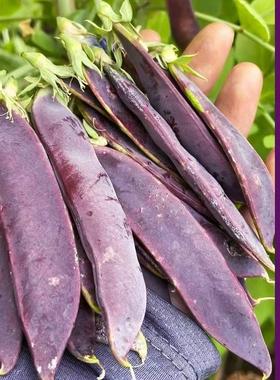 紫色荷兰豆种子不搭架矮生秋冬季蔬菜种籽四季紫荚荷兰豆种子大荚