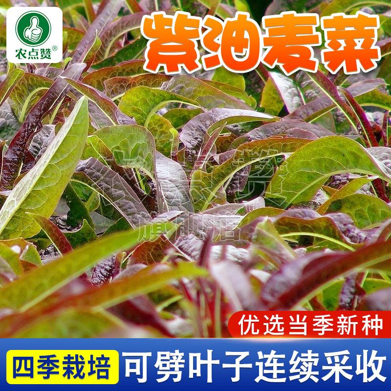 紫油麦菜种子红麦菜种籽莜麦菜苦菜生菜种孑四季种植耐热蔬菜种子
