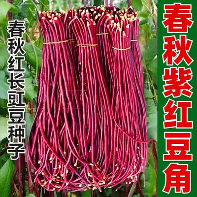 春秋红豆角种子紫色长豆角长豇豆高产耐热耐寒红色架豆角四季种子