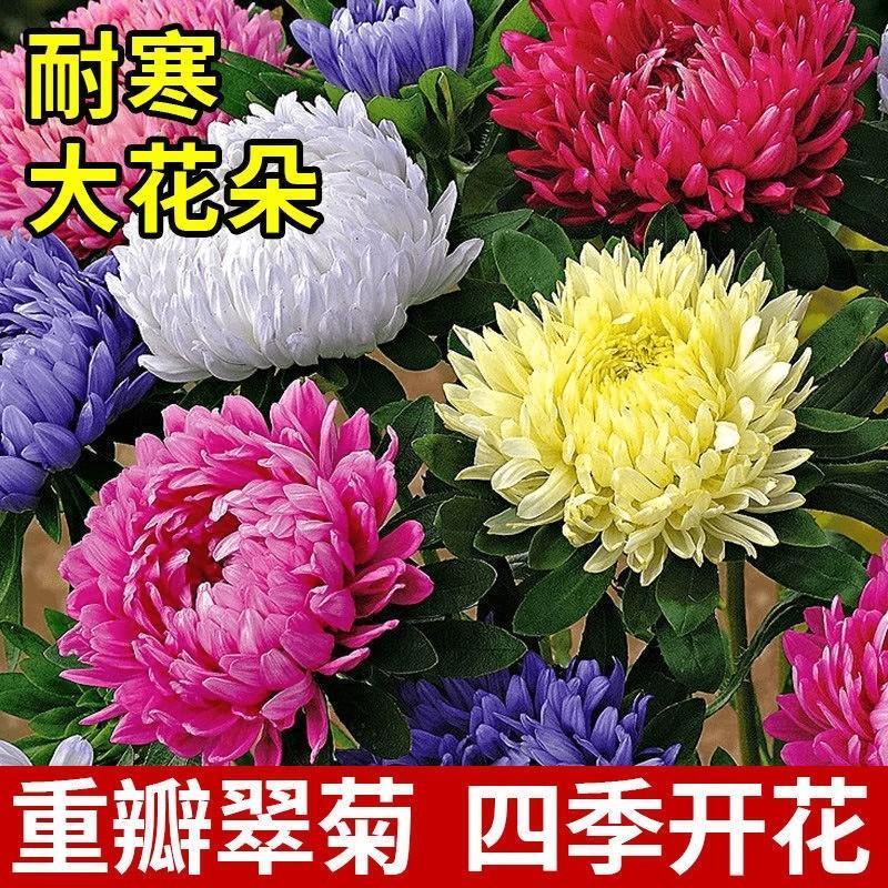 四季可种室内外小院子阳台盆栽菊花种子重瓣翠菊种子大花庭院种植