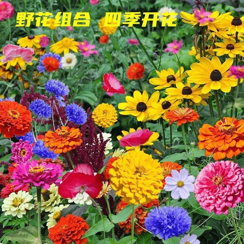 四季播种耐热耐寒花种易活高产百日草波斯菊草花