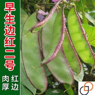 早熟扁豆种子种籽 高产四季豆角梅豆角红眉豆蔬菜梅豆孑架豆菜豆