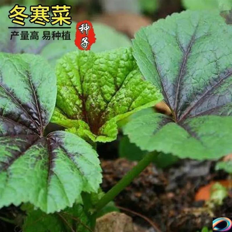 种籽春秋冬季耐寒冬葵野菜种子高钙马蹄菜阳台盆栽蔬菜种孑