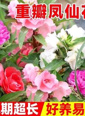 重瓣凤仙花种籽子阳台室外指甲花盆栽太阳花种孑苗四季播种开花风