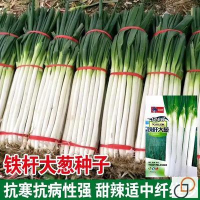 章丘铁杆大葱种子高产耐寒蔬菜种子山东四季春季播高产大葱籽种子
