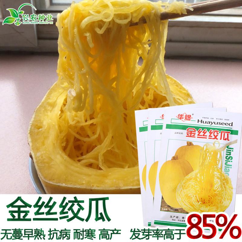 蔬菜南瓜葫芦种子 四季播种金丝瓜金丝绞瓜种子 天然粉丝南瓜种子