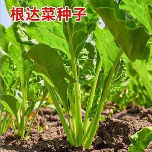 蔬菜 庭院冬季 根达菜 耐热耐寒盆栽君子菜春秋四季
