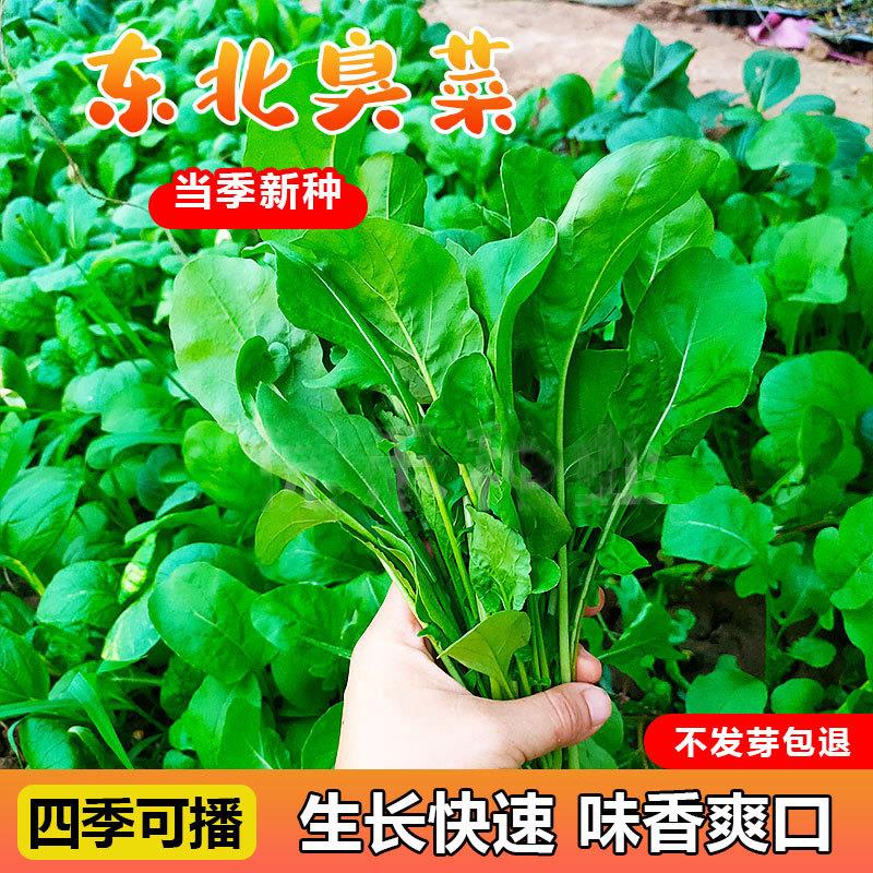 东北臭菜种籽芝麻香菜青菜种籽大全四季秋后菜种子秋冬过年种孑