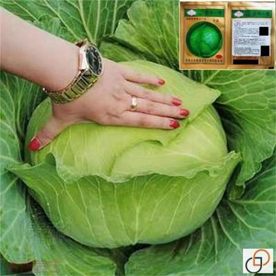 京丰一号甘蓝种子高产秋播阳台蔬菜种孑包菜种子农家菜园卷心菜籽