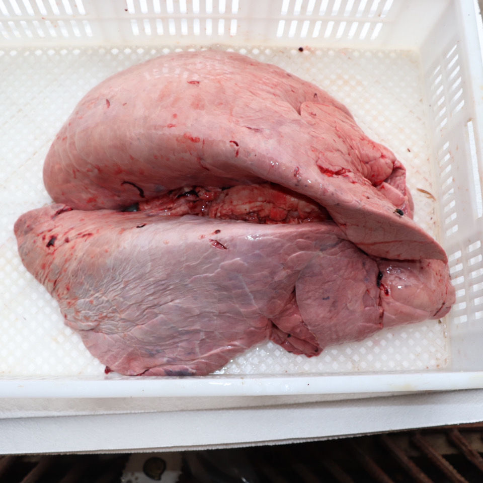 新鲜生牛肺 黄牛牛肺 1斤 新鲜牛肺 牛杂 生牛肺6斤包邮