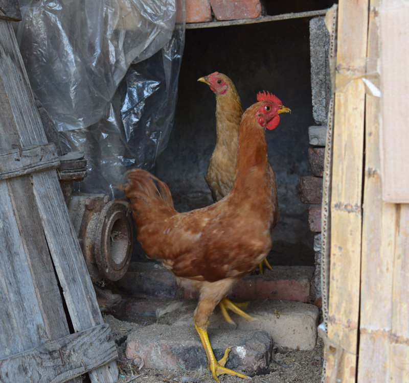 时令农家散养童子鸡 正宗农户杂粮喂养未打鸣小公鸡新鲜现杀顺丰