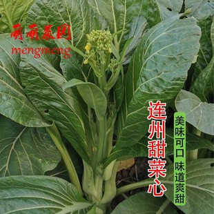 连州甜菜心种子迟菜心种籽多芽菜苔蔬菜种孑甜菜心南方秋季菜种菜