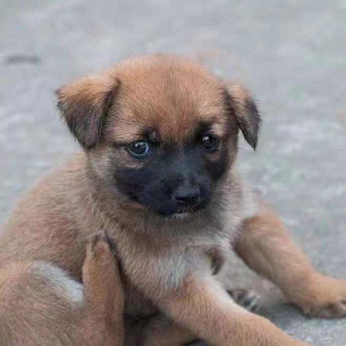 中华田园犬家养土狗中型看家护院