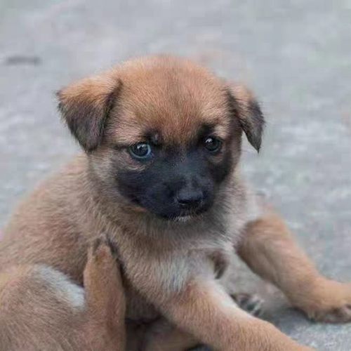 中华田园犬家养土狗中型看家护院