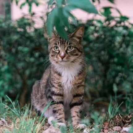 农村土猫中华田园猫活体成年抓鼠猫咪活物青年猫狸花猫橘猫大肥猫