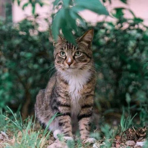 农村土猫中华田园猫活体成年抓鼠猫咪活物青年猫狸花猫橘猫大肥猫