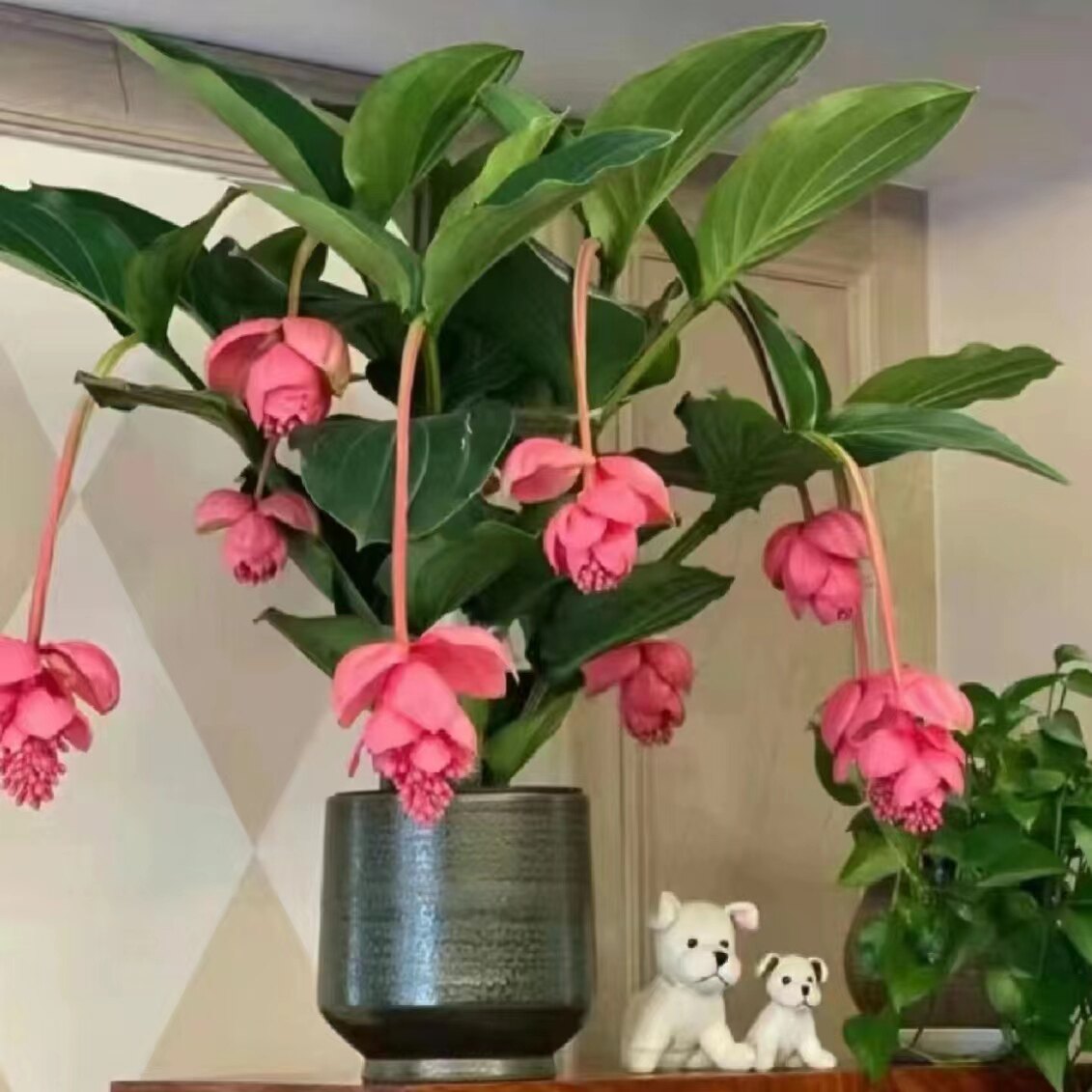 西安花店年宵花绿植盆栽宝莲灯送货上门