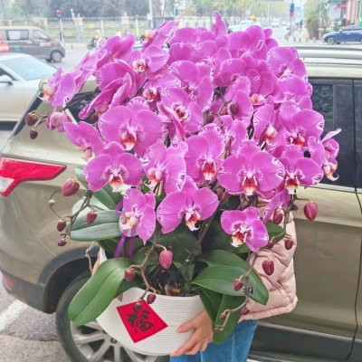 西安花店同城送花新年年宵花卉蝴蝶兰鲜花绿植盆栽客厅前台大厅