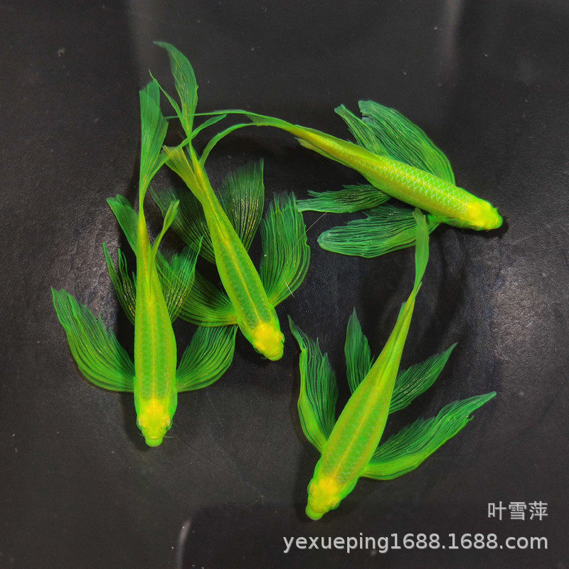 蝶翼翡翠斑马鱼荧光斑马鱼热带观赏鱼水族小型草缸群游鱼渔场