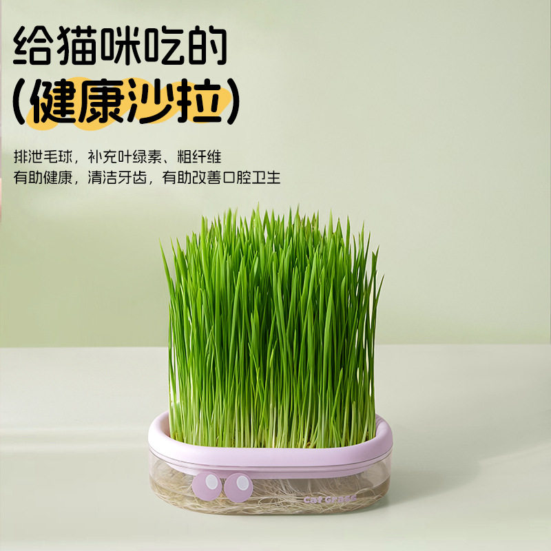 跨境热销无土水培猫草种植盒猫咪化毛去毛球猫零食宠物猫草种植盒