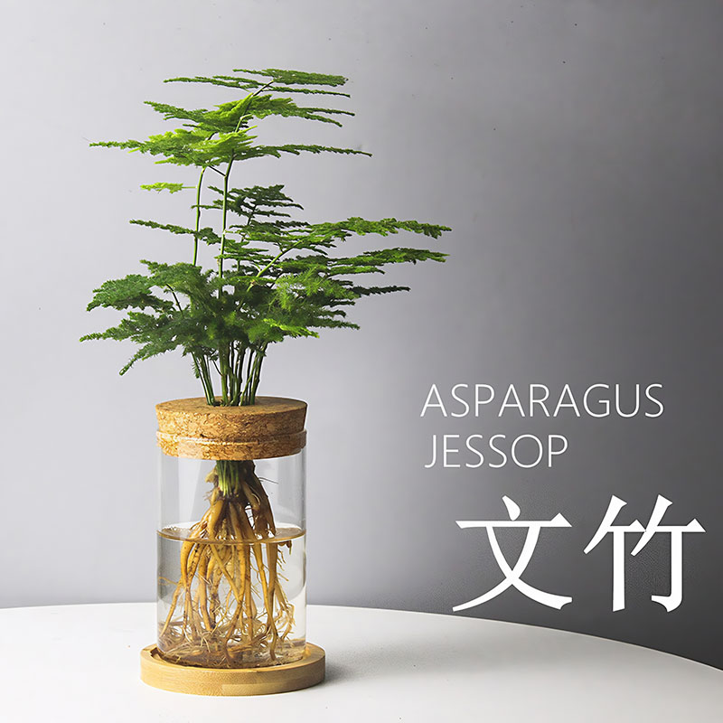 文竹办公桌绿植清新好养