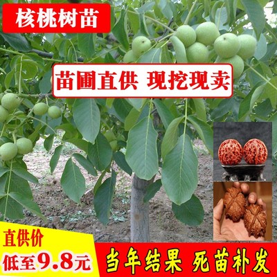 文玩核桃树幼苗南方北方种植苗树狮子头古玩四棱嫁接当年结果特大