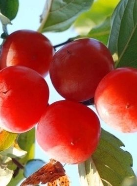 嫁接柿子树苗太秋柿子苗脆甜柿子树果苗特大早熟南方北方种植地栽