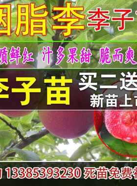 嫁接西梅李子苗胭脂李树苗脆红心李子树苗三华李蜂糖李苗南方种植