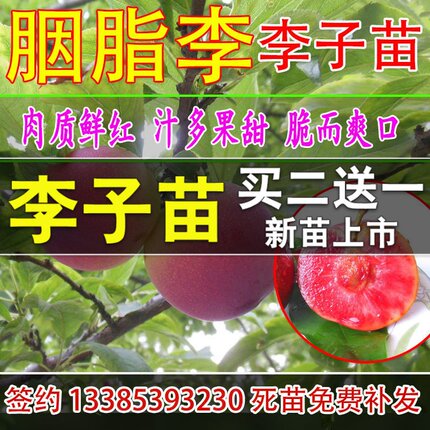 嫁接西梅李子苗胭脂李树苗脆红心李子树苗三华李蜂糖李苗南方种植