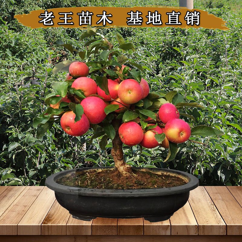 嫁接矮化红富士苹果盆景带果发货老桩果树四季苹果树苗庭院地栽