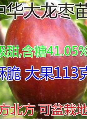 果树苗 枣树树苗 中华大龙枣苗 当年结果树南方北方种植枣子活苗