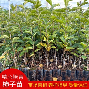 柿子苗嫁接太秋无籽甜脆柿鸡心柿罗田柿子树苗当年结果南北方种植