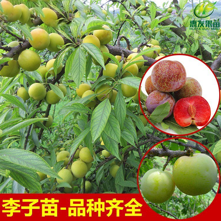 早熟李子苗三华李树苗 嫁接南华李苗南北方庭院种植四季水果树苗