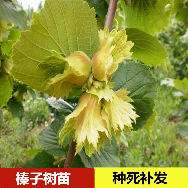 榛子树树苗美国大榛子苗树辽榛玉坠平欧地栽盆栽北方种植当年结果