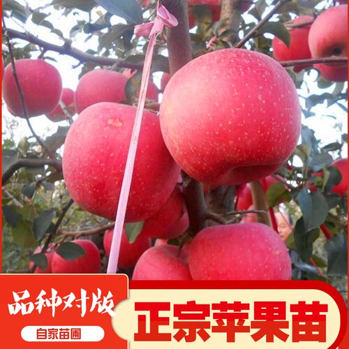 苹果树苗嫁接特大苹果矮化苗盆栽地栽北方南方种植当年结果果树苗