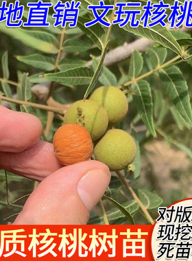 美国金丝猴头核桃苗 文玩核桃树苗 当年挂果四座楼狮子头核桃树苗
