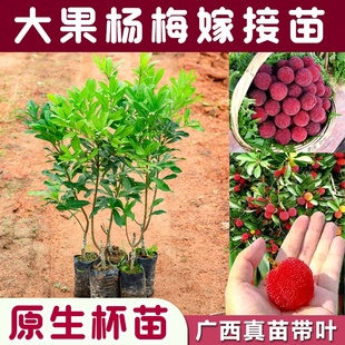 杨梅树苗嫁接苗东魁杨梅苗大树苗果苗带土带叶营养杯南方北方种植