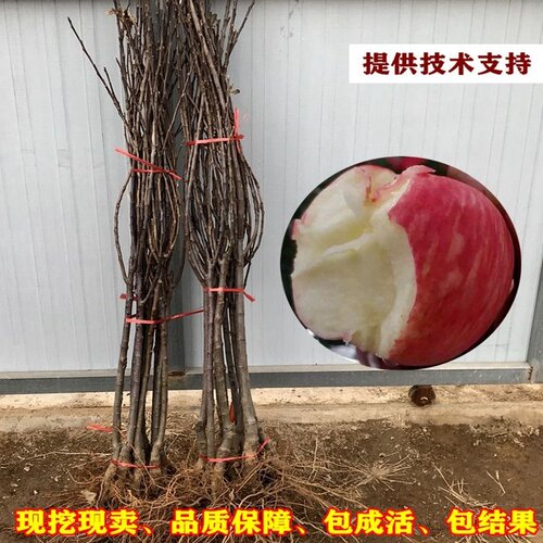 现挖东北耐寒苹果树苗优质品种当年结果盆栽地栽南北方种植