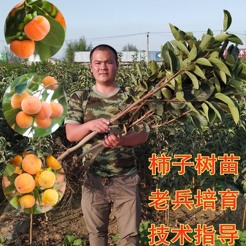 嫁接苗日本甜柿无核柿子苗柿子树苗磨盘柿摘下吃柿树苗当年结果