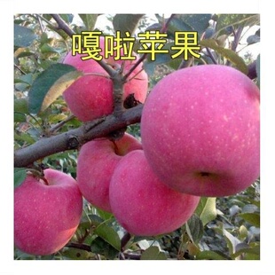 苹果树苗正宗新嘎拉苹果苗红嘎拉 皇家嘎啦苹果苗嫁接果树苗