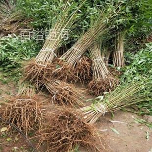 当年桃子桃树苗100颗野毛桃苗桃子树苗桃树实生苗山桃树嫁接桃树