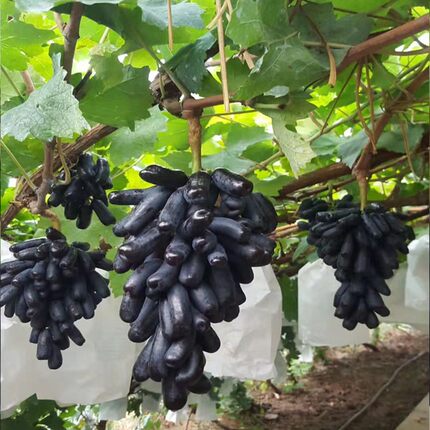 正宗巨锋葡萄苗夏黑葡萄树苗无核葡萄果树苗耐寒葡萄苗爬藤果树苗