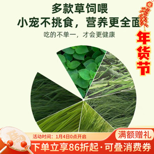 牧草试吃*会员有折扣龙猫磨牙 北提赫尔达南提果树草菊苣大麦草