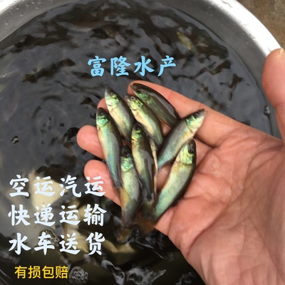 丁桂欧洲丁贵淡水养殖包邮鱼苗