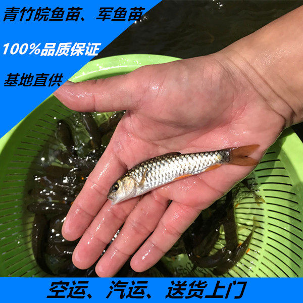 军鱼苗光倒刺鲃鱼苗 青竹鲩鱼 河坚鱼苗 坑坚 光眼鱼苗淡水养殖