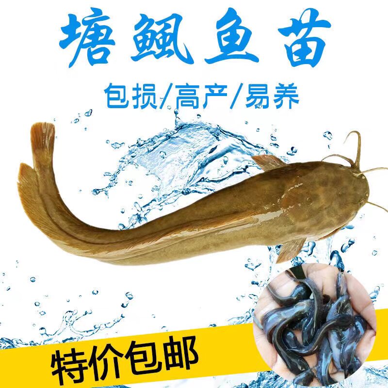 鱼苗本地塘虱广东胡子鲶包邮鱼苗