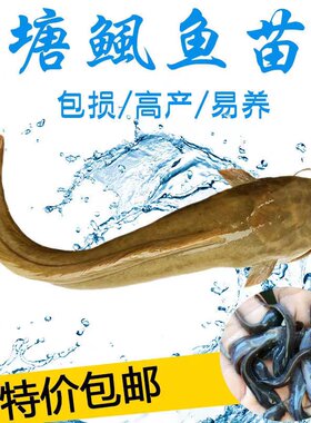 鱼苗本地塘虱广东胡子鲶包邮鱼苗