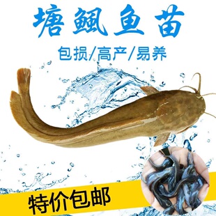 活体本地塘虱鱼苗广东塘角鱼苗8须胡子鲶鱼苗淡水鱼快递包邮