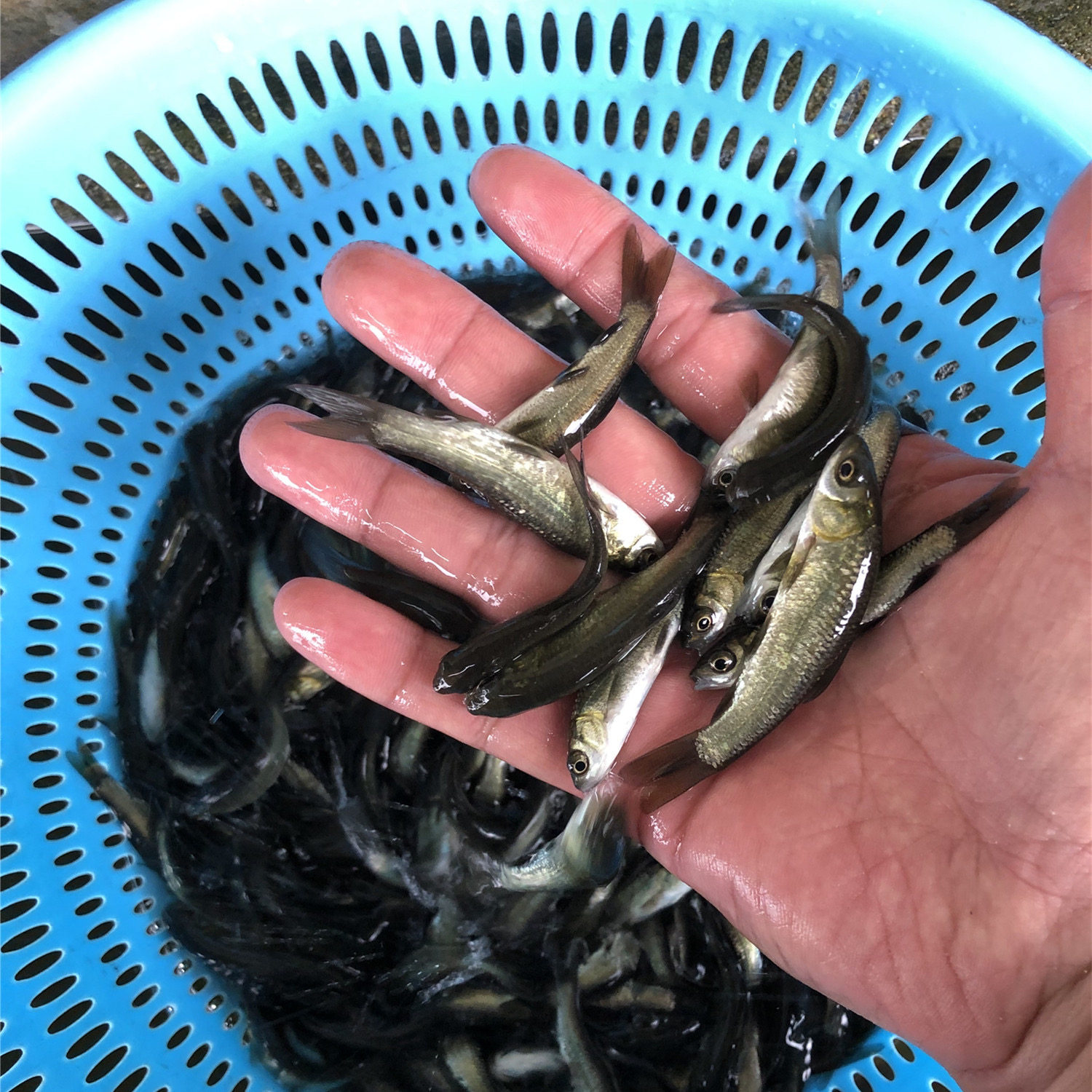 淡水鱼苗黑鲩螺蛳活体养殖包邮